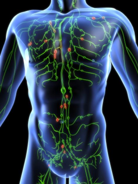 An illustration of the nervous system