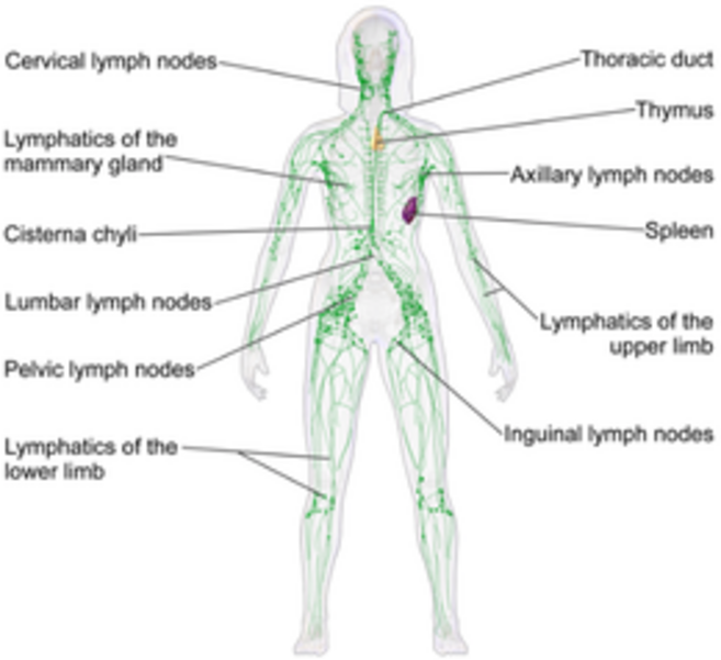 A chart of the human nervous system